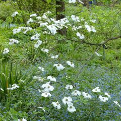 Cornus nuttallii Ascona - Cornejo del Pacífico​