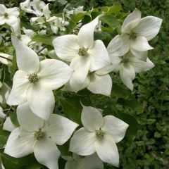 Cornus kousa subsp. chinensis Great Star