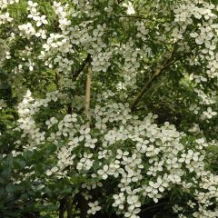 Cornus kousa Norman Hadden