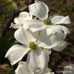 Cornus florida Cherokee Daybreak