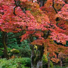 Arce japonés - Acer palmatum