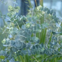 Eucalyptus pulverulenta Baby Blue