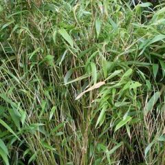 Fargesia murielae Bimbo - Bambú no invasivo