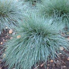 Festuca azul Elijah Blue - Festuca azul