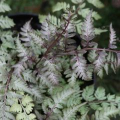 Athyrium niponicum var. pictum - Helecho pintado japonés