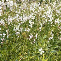 Gaura lindheimeri Corrie s Gold
