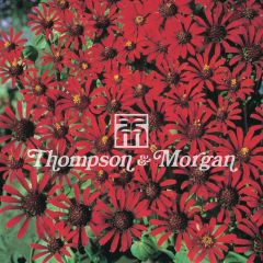 Zinnia Red Spider