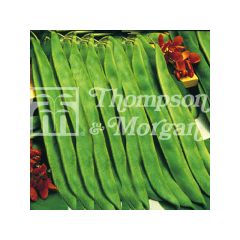 Judia escarlata Lady Di