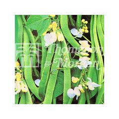 Judia escarlata White Lady