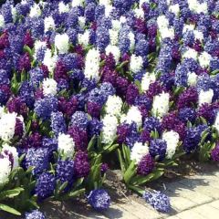 Armonía Jacintos Océano