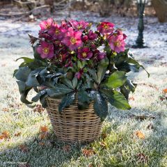 Eléboro Ice N' Roses Red - Eléboro