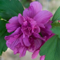 Hibiscus syriacus Freedom - Altea
