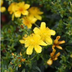 Hypericum kalmianum Gemo - Hipérico
