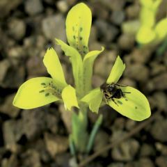Iris reticulata danfordiae - Lirio