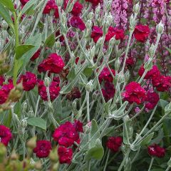 Lychnis coronaria Gardener s World - Clavel lanudo