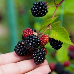 Zarzamora Triple crown