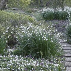 Leucojum aestivum - Campanillas de primavera
