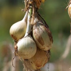 Cebolla Ailsa Craig no tratada