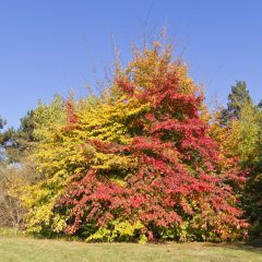 Parrotia persica - Árbol de hierro