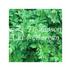 Perejil italiano Laura