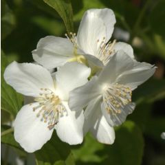 Philadelphus coronarius - Celinda