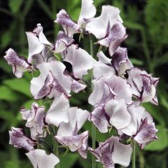 Guisante de olor Nimbus - Lathyrus odoratus