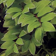 Polygonatum falcatum Variegatum