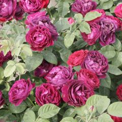 Rosal Souvenir du Dr Jamain