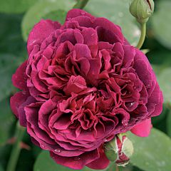 Rosal William Shakespeare 2000