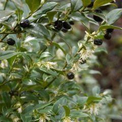 Sarcococca hookeriana - Sarcococa