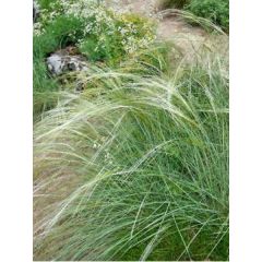 Stipa capillata