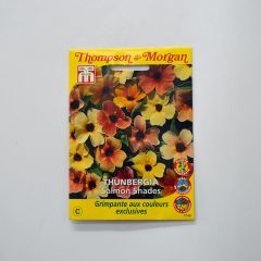 Thunbergia alata Salmon Shades