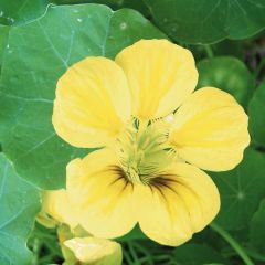 Tropaeolum ciliatum