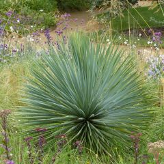 Yucca rostrata - Yuca rostrata