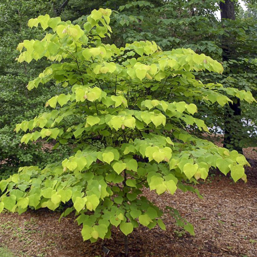 Redbud del este Heart of Gold - Cercis canadensis (Porte)
