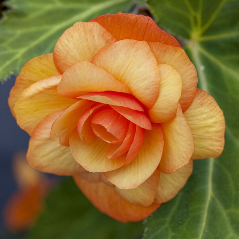 Begonia Apricot Shades Improved F1 (Floración)