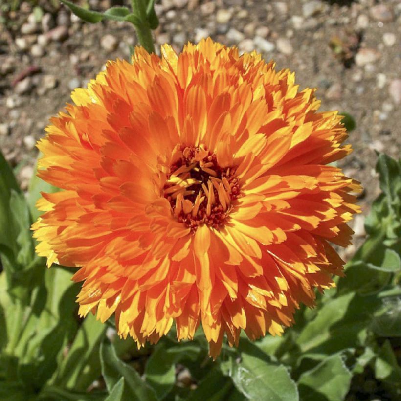 Caléndula Ball’s Orange (Floración)