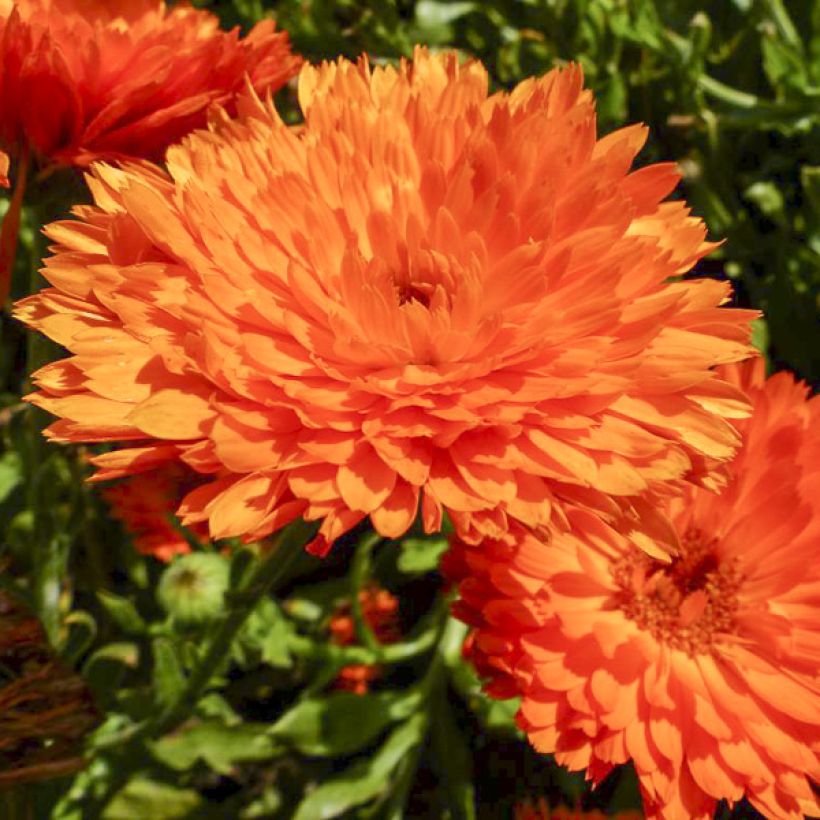Caléndula Candyman Orange (Floración)
