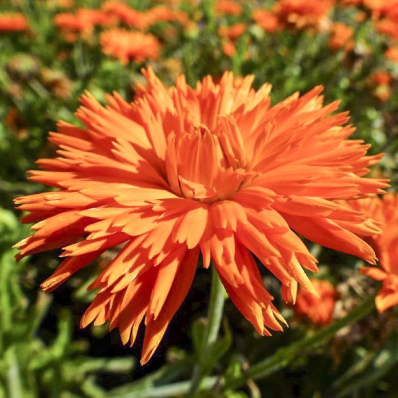 Caléndula Porcupine (Floración)