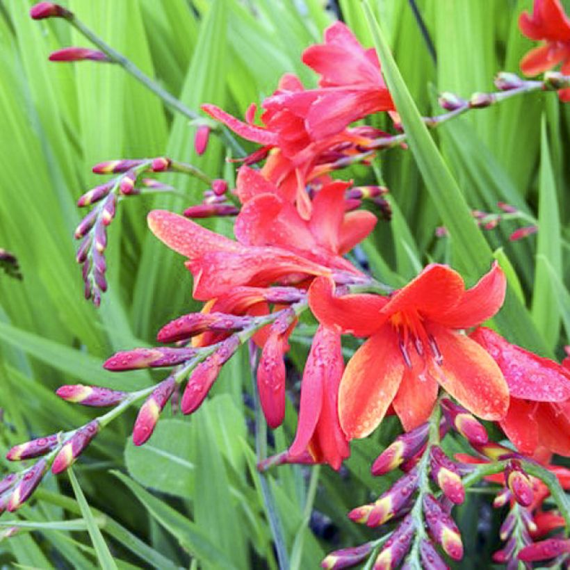 Crocosmia crocosmiiflora Philippa Browne (Floración)