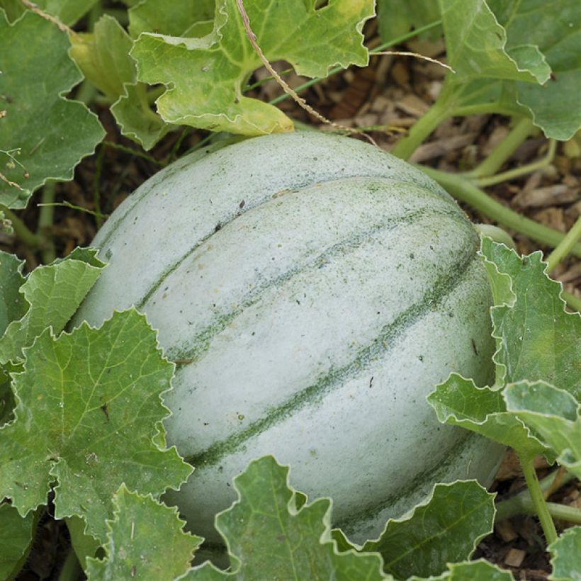 Melón Ancien Vieille France (Cosecha)