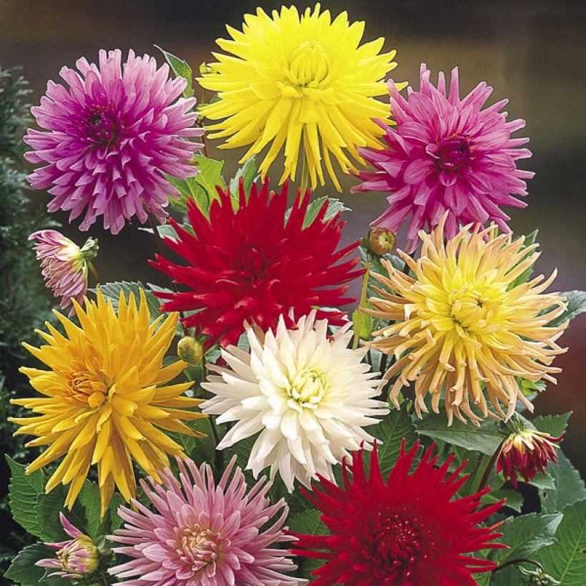 Dalia Cactus Hybrids Mixed (Floración)