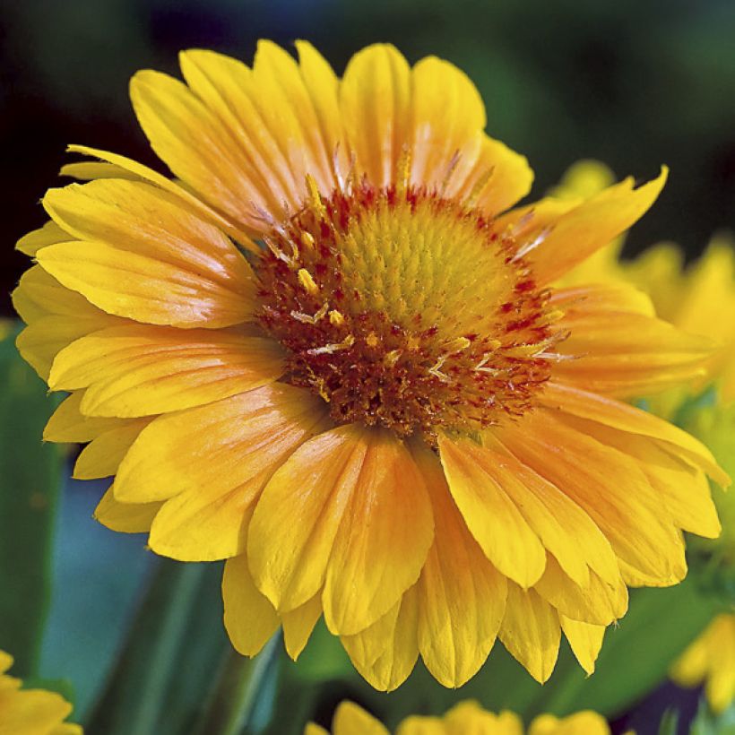 Gaillardia grandiflora Arizona Apricot (Floración)