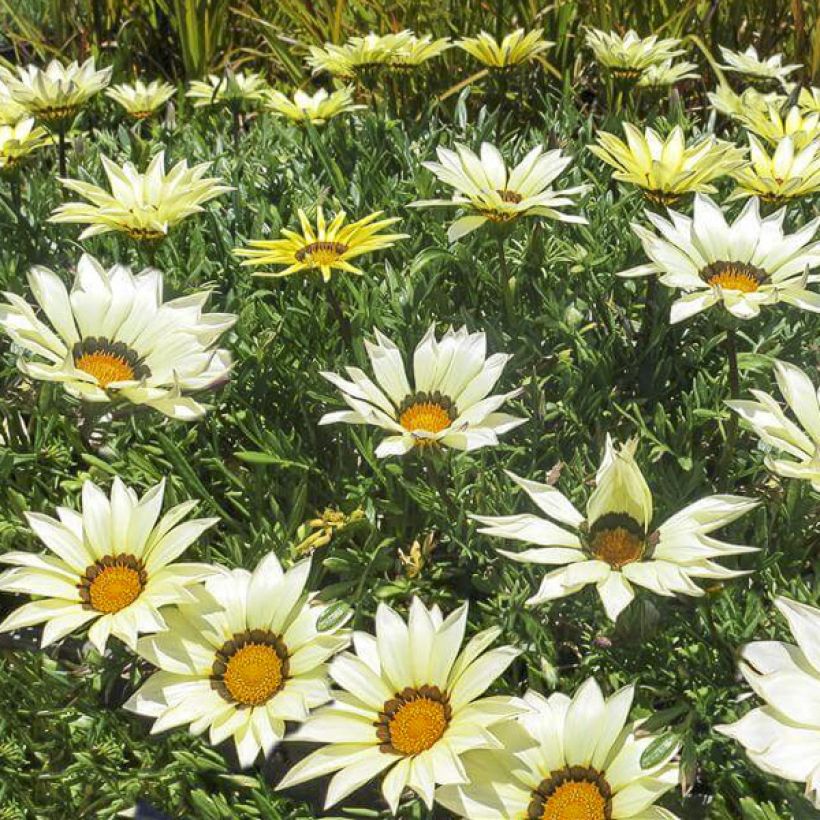 Gazania rigens Kiss White F1 (Floración)