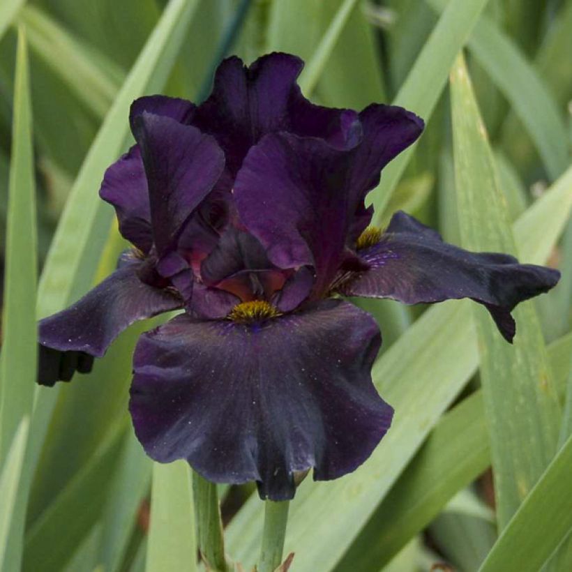 Iris germanica Old Black Magic (Floración)
