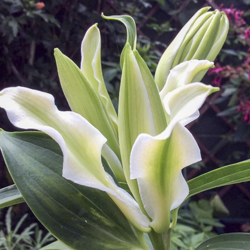 Lirio oriental Polar Star (Floración)
