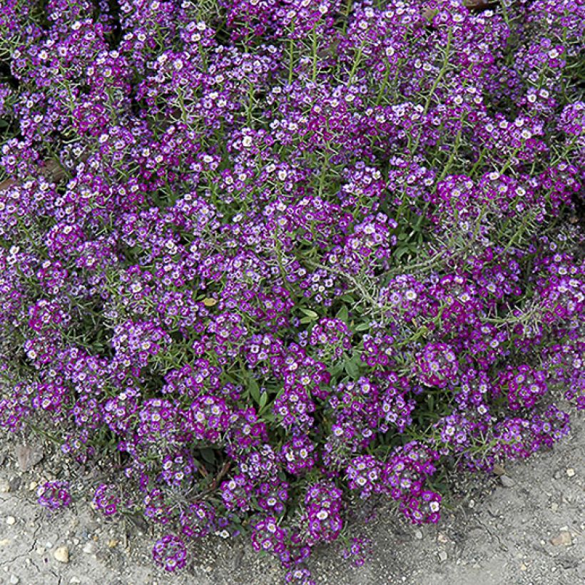Aliso marítimo Oriental Nights - Lobularia maritima (Floración)