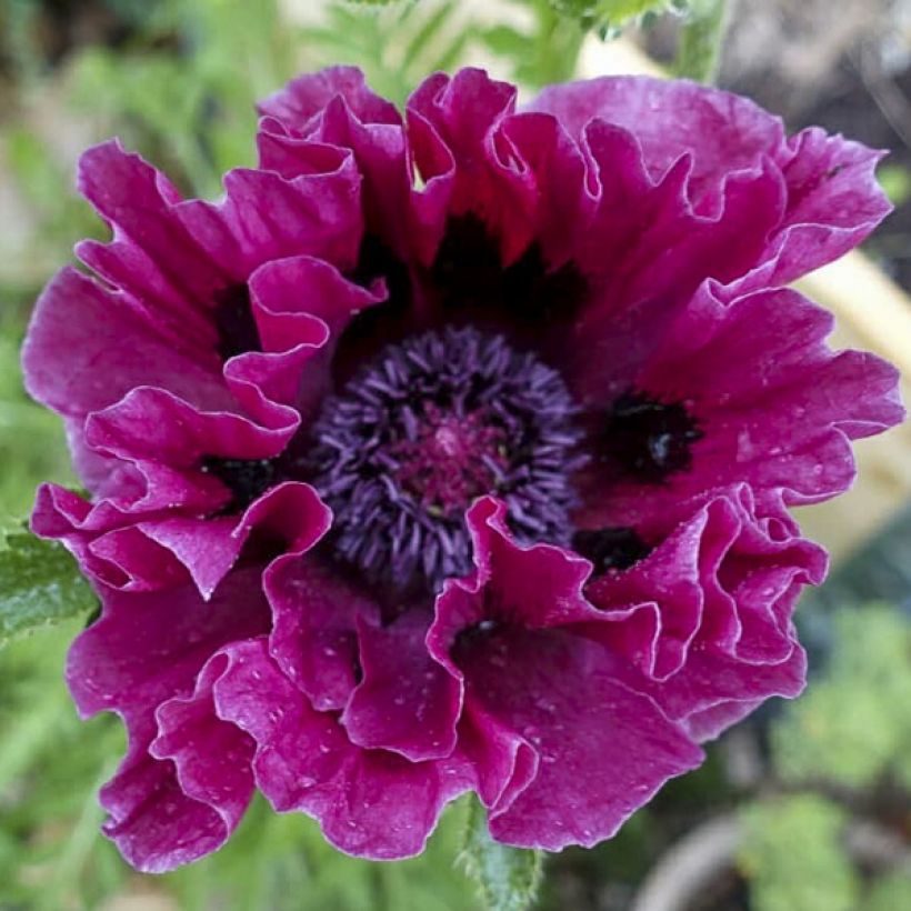 Amapola oriental Harlem - Papaver orientale (Floración)