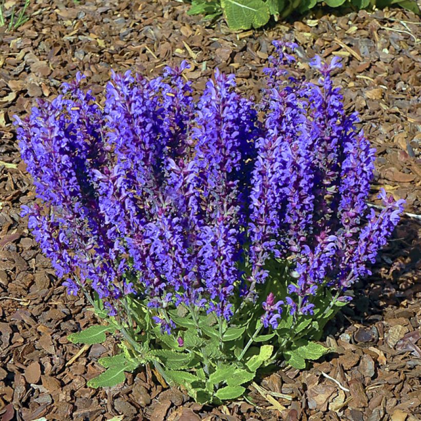 Salvia nemorosa Blue Bouquetta (Porte)
