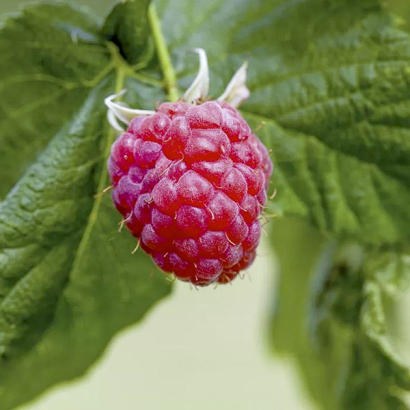 Frambuesa Lucky Berry (Cosecha)